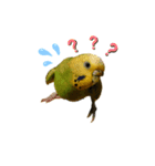 いんこのきくちゃん（個別スタンプ：3）