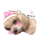 こはくのこはっとすたんぷ（個別スタンプ：5）