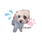 こはくのこはっとすたんぷ（個別スタンプ：6）