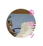 みいさんチラ見（個別スタンプ：1）