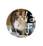 みいさんチラ見（個別スタンプ：3）
