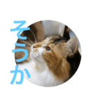 みいさんチラ見（個別スタンプ：4）