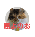 みいさんチラ見（個別スタンプ：5）