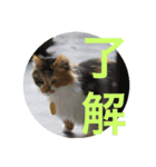 みいさんチラ見（個別スタンプ：6）