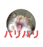 みいさんチラ見（個別スタンプ：8）