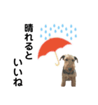 ウェルシュテリア ♡ジェリーさんの1日(12)（個別スタンプ：4）