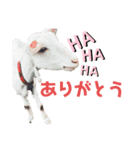 べべ様（個別スタンプ：8）