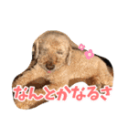 うちの子大優勝〈改②〉21.6.6（個別スタンプ：16）