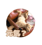 うちの子大優勝〈改②〉21.6.6（個別スタンプ：17）