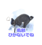 うちの子大優勝〈改②〉21.6.6（個別スタンプ：19）
