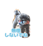 うちの子大優勝〈改②〉21.6.6（個別スタンプ：20）