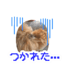 うちの子大優勝〈改②〉21.6.6（個別スタンプ：24）