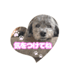 うちの子大優勝〈改②〉21.6.6（個別スタンプ：28）
