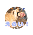 うちの子大優勝〈改②〉21.6.6（個別スタンプ：38）
