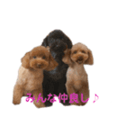 トイプーのいる生活（個別スタンプ：2）