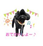 トイプーのいる生活（個別スタンプ：3）