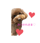 トイプーのいる生活（個別スタンプ：4）