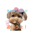 トイプーのいる生活（個別スタンプ：8）