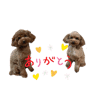 トイプーのいる生活（個別スタンプ：10）