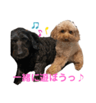 トイプーのいる生活（個別スタンプ：12）