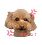 トイプーのいる生活（個別スタンプ：14）