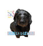 トイプーのいる生活（個別スタンプ：15）