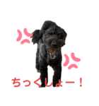 トイプーのいる生活（個別スタンプ：16）
