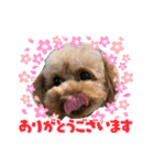 トイプーのいる生活（個別スタンプ：20）