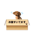 トイプーのいる生活（個別スタンプ：24）
