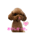 トイプーのいる生活（個別スタンプ：26）