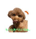 トイプーのいる生活（個別スタンプ：29）