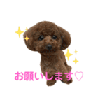 トイプーのいる生活（個別スタンプ：30）
