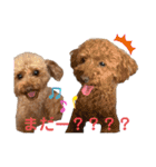 トイプーのいる生活（個別スタンプ：31）