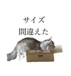 ひめとらんまる（個別スタンプ：6）
