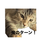 ひめとらんまる（個別スタンプ：10）