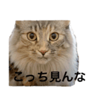 ひめとらんまる（個別スタンプ：21）
