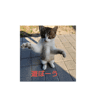 迷い猫スタンプ（個別スタンプ：2）