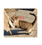 迷い猫スタンプ（個別スタンプ：6）