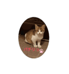 迷い猫スタンプ（個別スタンプ：7）