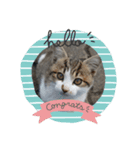 迷い猫スタンプ（個別スタンプ：8）