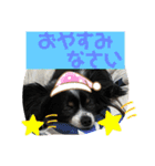 パピヨンのふうkun／2（個別スタンプ：3）