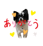 パピヨンのふうkun／2（個別スタンプ：5）