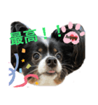 パピヨンのふうkun／2（個別スタンプ：15）