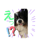 パピヨンのふうkun／2（個別スタンプ：16）