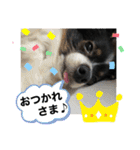 パピヨンのふうkun／2（個別スタンプ：20）
