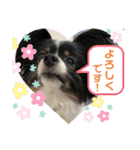パピヨンのふうkun／2（個別スタンプ：21）