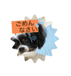 パピヨンのふうkun／2（個別スタンプ：23）