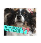 パピヨンのふうkun／2（個別スタンプ：24）