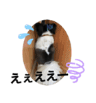 パピヨンのふうkun／2（個別スタンプ：25）