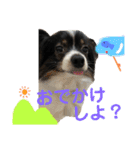パピヨンのふうkun／2（個別スタンプ：29）